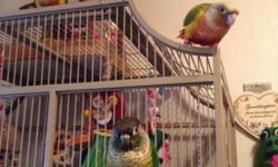 3 Green Cheek Conures for sale with large flight Cage ! Two of the birds are yellowsided, and the female is a Pineapple. All 3 birds are very very tame I spend alot of time with them. The ages are 2 years old, 1 year old, and 6 months old.
I will have to