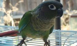I have a proven pair of green cheeked conures that I'm Selling. The male is cinnamon turquoise and the female is yellow sided. They are about 3 yrs old and they are great breaders. They are also very good parents. Contact me if you have any question.