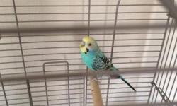 A male parakeet, cage, and food included