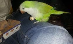 Green male quaker with cage 2 yrs old , mimics several things, I love u, wake up, laughs, gives kissy noises , great pet very friendly $150
This ad was posted with the eBay Classifieds mobile app.
