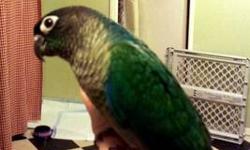 I have a masked lovebird for sale to good home. It is not sexed (we have just been calling it a "him") and have named it Houdini. He has green wings, yellow belly, black face and red beak. Houdini is a very comical bird. He sometimes enjoys escaping out