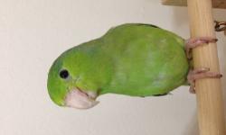Five month old Green Parrotlet. Hand tame and very beautiful and sweet. I purchased the bird for my wife and it turn out shes not a bird person. The bird comes with cage, playground, seed and toys. Please contact me with any questions. 407-595-6838 and