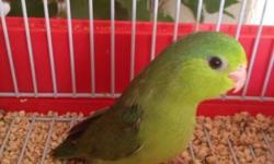 Female green parrotlet available. About 10 months old. Good for breeding. Not Tamed. I sold her mate couple separate. Must pick up!