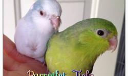 I have a green female Parrotlet split to fallow and pastel. The bird is a female and split to whiteface fallow and yellow fallow plus pastel. The bird is 6 months old and ready to breed. For more info call or text 562-774-6927. I posted pictures of visual