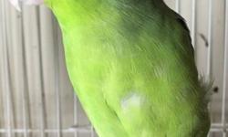 Green pied male Parrotlet available, nicely sized boy and would be great for a healthy breeding program
This ad was posted with the eBay Classifieds mobile app.
