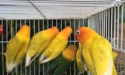 Green pieds- Yellow pieds- DF black masked lovebirds available in lots for good prices. All birds are adults ready to breed.
if interested please reach me at (305)775-9864
Se habla EspaÃ±ol