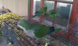 Breeding pair Green Quakers. Proven
