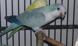 I have a 3 year old Green Quaker for sale and he is $150.
Bought him as a pet but never dedicated enough time so not tamed at all. Need a bit of TLC and only for people that know how to handle these birds. I think he would work best as a breeder thou I