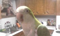 Green quaker needs new home where it can get the attention that it needs. Very sweet and starting to talk. Says hello and shakes head when asked is it a pretty or good bird. Comes with big cage, all toys and bowls, left food. Please call or txt for more