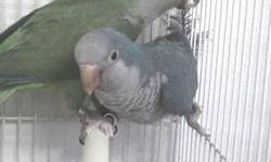 NOT SEXED! ONLY ONE LEFT!!! Recently weaned green quaker parrot. Tame, just a little flighty. Calms down quickly and is easy to work with. $150 plus tax PRICE IS FIRM!. First come first serve Located in Milton, Florida Call Dallas @ 850-665-5670