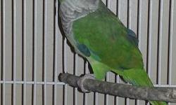 She is 3 years old, shy, pre-tame, and quiet.
she is easy to handle and play with.
She is close-banded, which you can own her legally in VA.
I am willing to trade with medium or large parrot
