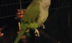 Very Sweet, gentle, cant ask for better bird. But sadly he's not getting the attention he deserves. So he's looking for home where he's will be getting lots of attention. He comes with his cage, toys, and food. please email or call at 989-761-7544 if