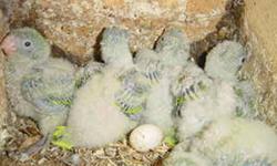 Baby green quaker parrots out of the nest. Louisiana south of Shreveport. Will drive a reasonable distance to meet.