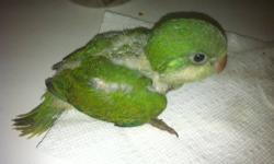 We are currently hand feeding 4 baby green Quaker Parrots. Now accepting deposits to hold until fully weaned.
AJ's Feathered Friends Pet Shop
19 N State st
Elgin, IL 60123
Like us on Facebook!
www.ajsfeatheredfriends.com