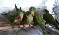 I have some baby green split quakers or monk parrots as they are called. They are almost weaned and ready for new homes. The reason I use "split" is because they have blue feathers under their wings. If these parrots have babies down the road, some might