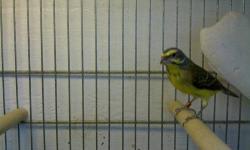 Hi, I have a pair of beautiful healthy green singers for sale they are 2012 banded,the pair will be sold for $100 if you are interested you can contact me at 646-359-3275 thanks