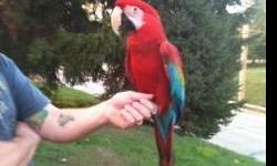 3 year old, DNA'd female, Green Wing Macaw for re-homing. She comes with her California Cage, toys, and a table top play perch. Must be an experienced handler, she is not a good bird for small children. Re-homing selection will likely be made by her. She