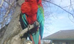 Hello, I have a very beautiful green wing macaw and is approximately 5 years old. Talks and is very hfun to have, but unfortunately we don't have time for him and well he does not like our kids. He will come with his cage, toys, and food. Please email me