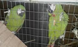 Handfeeding green wing macaws, babies hatched March 2 & March 4 - will sell weaned or to experienced handfeeder. Pricing is dependant on age.