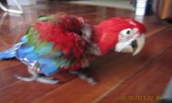 1 year old Green Wing macaw. Talks and is friendly, best in an experienced bird home. $1000 - email for details.