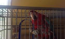 Beautiful green wing macaw and 40 x 80 double cage.
Selling due to personal health reasons.
Contact Bert @ (336) 423 -6130