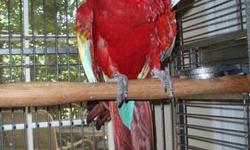 Green Wing Macaw. Female. 9 years of age. Wonderful temperament.
Please do not contact me about this bird unless you are a serious, experienced parrot owner. Also, please do not contact me if you are looking for a free parrot. If you cannot afford to buy