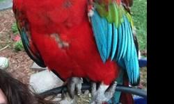 Very silly, energetic baby! He is beginning to talk, good with people, other birds, and other pets, and is gentle. He is almost 1 year old.
The cage is extra large with a play top.
He is weaned to a Zupreem pellet diet with fresh fruit and veggies.
Macaws