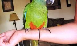 DNA'd female Green Wing Macaw - 3 years old, California Cage w/ toys, and table top play perch. Must be an experienced handler, not for children. As strange as it sounds, re-homing selection will be made by her. She does not like everybody and will not