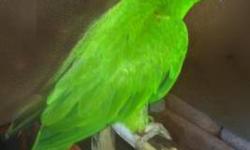 Hi I am trying to sell my Greencheek Conure. I orginially bought him for $300 but I'm willing to sell him for $200. I thought I would have had a lot more time to spend with him, but I don't so I'm looking for somebody that does. Please contact Sandra if