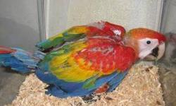 baby dna female greenwing ..........The greenwing is known to be one of the gentle giants with a wonderful disposition and speaking ability .with the proper training this baby will make a wonderful family pet recommended for experienced parrot owner .