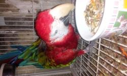 very sweet young greenwing macaw for rehoming fee of 850 call or text at 281 995 2149