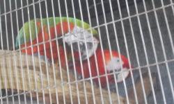 I have two Greenwing Macaw babies available they are about 3 mos. old and are spoon feeding two times a day. They are very sweet. We do ship. Please call 941-475-1728 for further information.