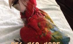 Green wing macaws. $1,350.00 All babies come with FREE 5lbs baby formula, DNA sexing, syringe and one year of wing and nail clipping
This ad was posted with the eBay Classifieds mobile app.
