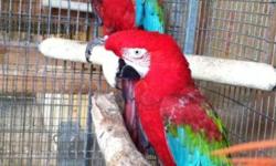 I have for sale five green wing macaws. The ideal situation for them would be in an aviary for just looking at/ for pretty. If you are looking for breeders or pets please let me know, I have better birds for those purposes. I don't think these would make