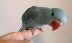 I have two GREY Indian Ringneck parrot babies. They are three weeks old. I will sell them only to experienced hand feeders only.
Or, I will hand feed and wean for you for an extra prepaid $150 each.