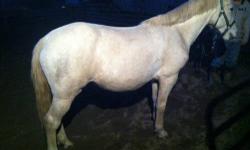 7 yr old grey mare. Qh, grade, no papers. 15 hands. UTD on all. Great for vet and farrier. Clips, bathes, ties, loads/trailers like a dream. Respects fence, goes out with everyone, not mareish! Sweet mare, is broke to ride, solid W/T/C, knows her leads,