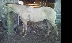 Smoke is a super unique grulla mare. She is four years old and 15 hands. She has a big line down her back with tiger stripes on her legs. She is a super flashy stand out color. She is four years old and we just started her under saddle and she is coming