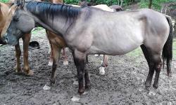 APHA grulllo mare, name Smokey Moon Risin,,can view on all breeds. born July 4, 2005. approx 14.1 H. papers are in hand. she had dark dorsal stripe and leg stripping. Friendly mare just hasn't been rode in a couple years so would suggest a refresher to