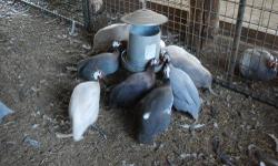 Guinea Fowl-Keets/Juveniles/Adults
Guineas for sale- free-ranging guinea are great for bug and snake control and as a warning system to protect your other poultry (like chickens). We have a variety of colors; cannot guarantee the gender of the birds.