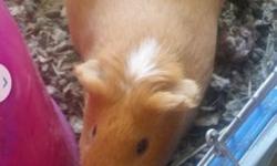 Rescued guinea pig need new home. Comes with cage, water bottle, food dish and large igloo hide out. She will come with a starter bag of food. She is skittish and needs to be tamed. She is in the same family as guinea pigs just a diffrent breed she is a
