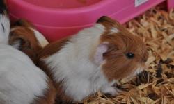 GUINEA PIGS OVER 100 TO CHOOSE FROM. DIFFRENT MUTATIONS. SOLID COLORS OR MULTI COLORED.
786-299-0414