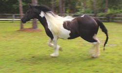 GORGEOUS Gypsy Vanner horse for sale. Green broke and trail ridden weekly by teenager. UTD on all vaccines and feet. Imported from Ireland. Bathes, loads, clips, stands, LOVES being groomed and mane braided. LONG mane and tail. Open for breeding season to