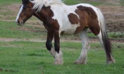 Odin is a tri-color Tobiano paint colt. He is out of our stud also a Tri-color, breed out of the famous Sligo from Germany. His dam is Tressa out of Shogun who is a beautiful stallion with great feathering and double mane and tail. Odin is following in