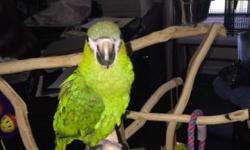 I have a 9 month old male Hahn mini Macaw parrot. I bought him and didn't realize I have allergies to bird dander. Cage and play stand included with lots of food! Call or text me at 8593275337
This ad was posted with the eBay Classifieds mobile app.