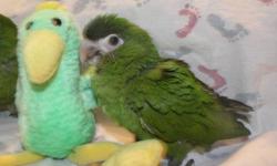 We have one Hahn's Mini Macaw still available. She is talking and tame. She is an older baby. Approx. 6 months old. I have reduced price to get her a good home.