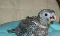Hahn's Macaw babies being hand fed now. $800 DNA'd Male FOA-2015-04 Hatched: 02/02/15 Reserving with deposits until fully weaned and ready to join your family.
Will be weaned onto a varied diet of pellets, veggies, fruits, legumes, etc. Hahn's make good