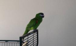 7 month old hahns macaw(mini macaw) with cage and all toys food bowls started talking just needs more attention says step up. 550.00 will sell bird without cage for 400.00 OBO