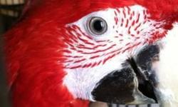 hahns macaw male age 6 years old they can live to be 50 to 100 years old. He comes with a very nice cage. He talks, plays. These birds sell for 1000.00 and up. If interested please text me. 971-313-3272 THANK YOU