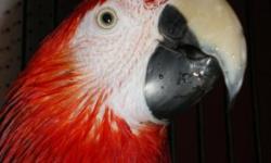 Hahns Macaw 2013 Hatch. Not tame - was being held back as future breeding stock. Not sexed. Price is Firm No Trades.