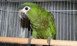 Newly weaned, very tame, hand fed baby. I can ship anywhere in the US via Delta airlines. See my website at www.exoticparrots4sale.com